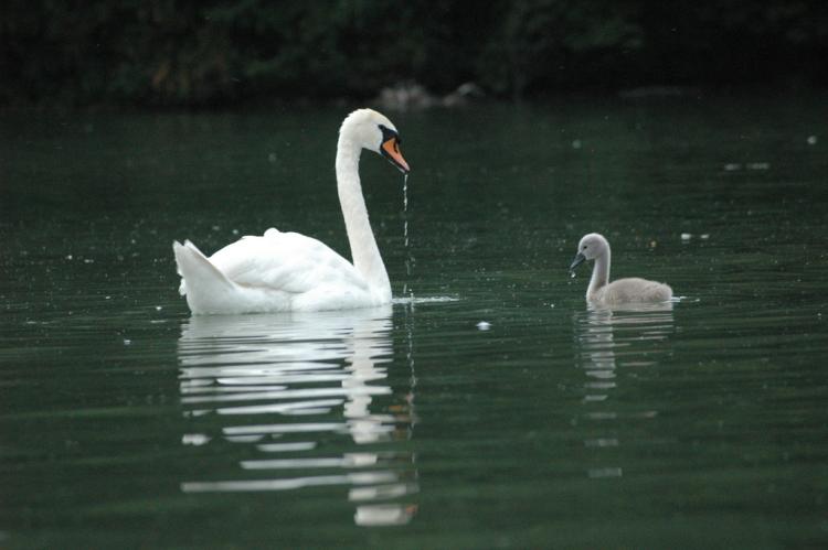.resize_animal10.JPG