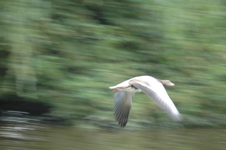 .resize_animal11.JPG
