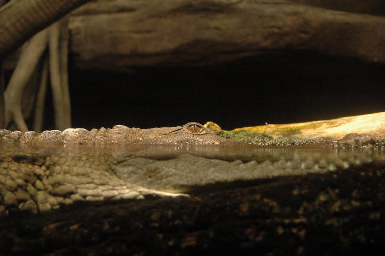 .resize_animal2.JPG