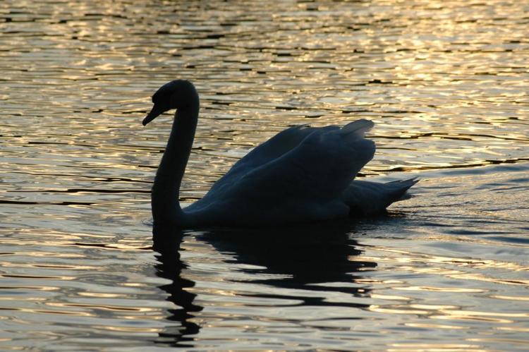 .resize_animal4.JPG