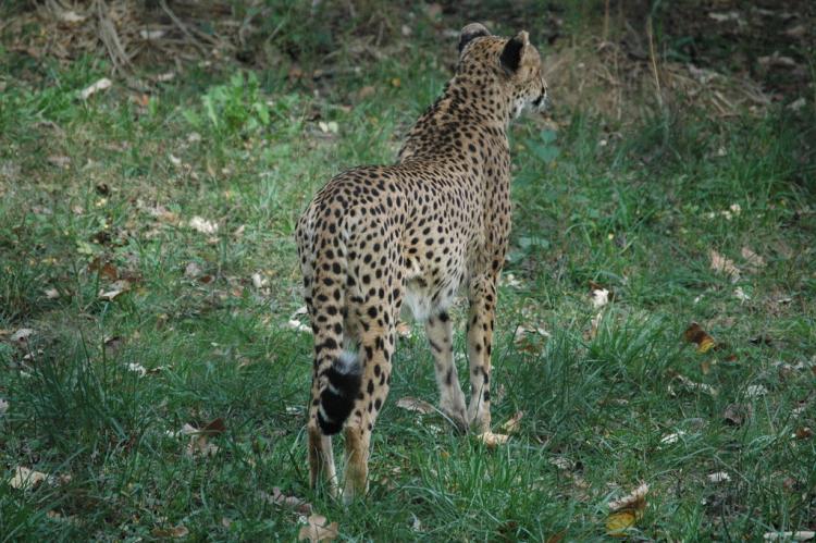 .resize_animal6.JPG