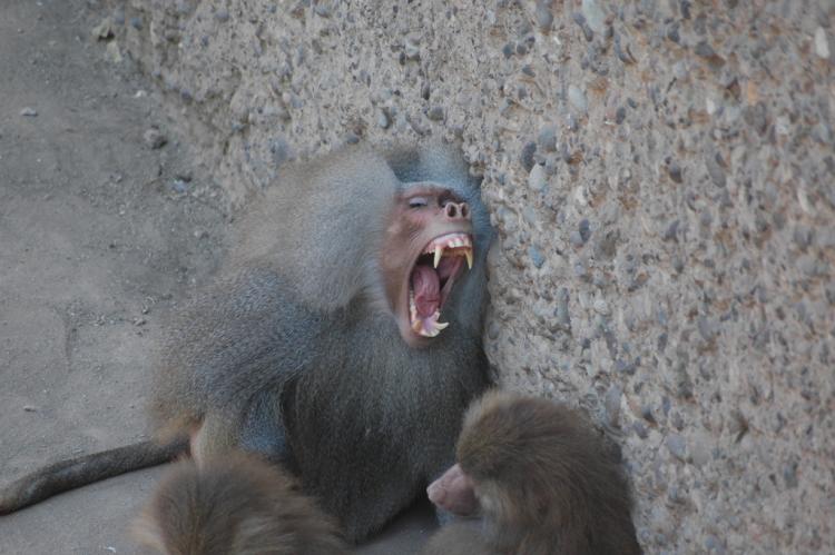 .resize_animal7.JPG