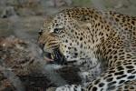 .resize_animal1.JPG