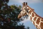 .resize_animal12.JPG