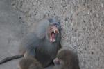 .resize_animal7.JPG