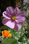 .resize_plants10.JPG