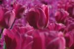 .resize_plants8.JPG
