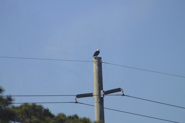 .resize_DSC_9057.JPG