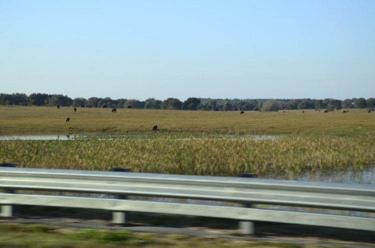 .resize_DSC_8019.JPG