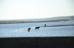.resize_DSC_8063.JPG