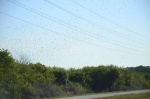 .resize_DSC_8106.JPG