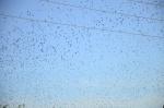 .resize_DSC_8109.JPG
