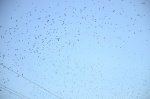 .resize_DSC_8110.JPG