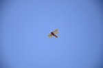 .resize_DSC_7287.jpg