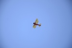 .resize_DSC_7289.jpg