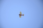 .resize_DSC_7290.jpg